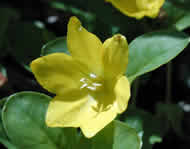 Cliquez sur cette image pour obtenir des informations sur cette plante