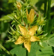 Cliquez sur cette image pour obtenir des informations sur cette plante
