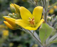 Cliquez sur cette image pour obtenir des informations sur cette plante