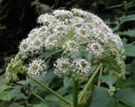 Cliquez sur cette image pour obtenir des informations sur cette plante