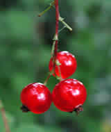 Cliquez sur cette image pour obtenir des informations sur cette plante