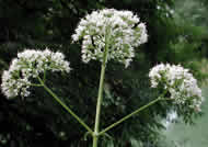 Cliquez sur cette image pour obtenir des informations sur cette plante