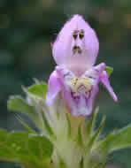 Cliquez sur cette image pour obtenir des informations sur cette plante