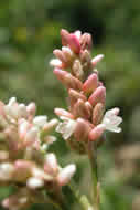 Cliquez sur cette image pour obtenir des informations sur cette plante