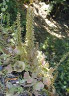 Cliquez sur cette image pour obtenir des informations sur cette plante