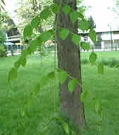 Cliquez sur cette image pour obtenir des informations sur cette plante