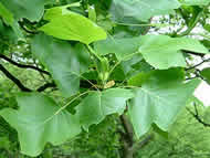 Cliquez sur cette image pour obtenir des informations sur cette plante