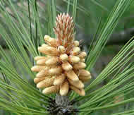 Cliquez sur cette image pour obtenir des informations sur cette plante