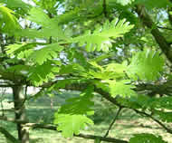 Cliquez sur cette image pour obtenir des informations sur cette plante