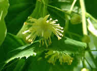 Cliquez sur cette image pour obtenir des informations sur cette plante