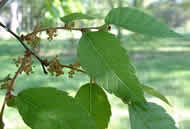 Cliquez sur cette image pour obtenir des informations sur cette plante