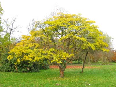 CHIONANTHUS retusus (Chionanthe, arbre de neige de Chine, arbre à franges)