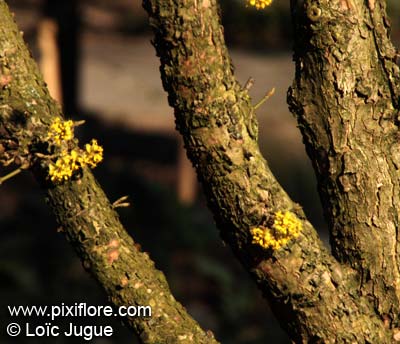 Pixiflore supplément: Dix arbres de nos forêts à connaître