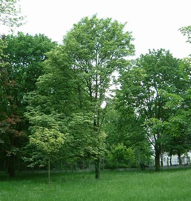 Pixiflore supplément: Dix arbres de nos forêts à connaître