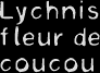 Lychnis flos-cuculi L.