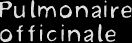 Pulmonaria officinalis L.