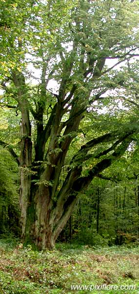 Pixiflore supplément: Dix arbres de nos forêts à connaître