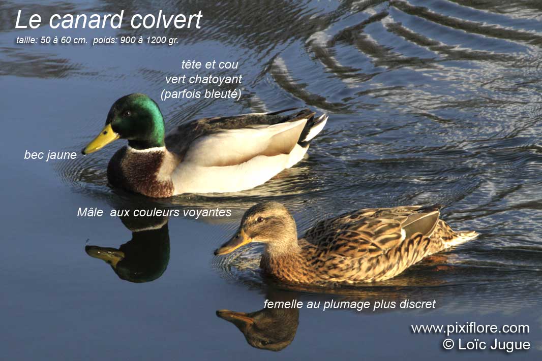 canard colvert