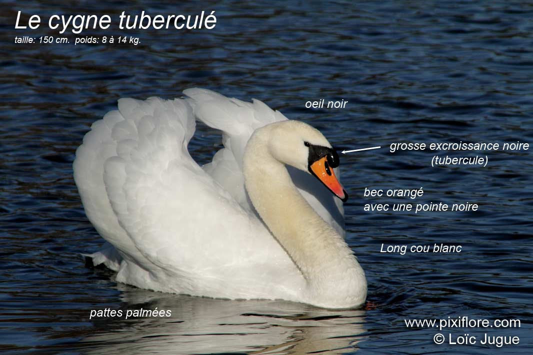 cygne tuberculé