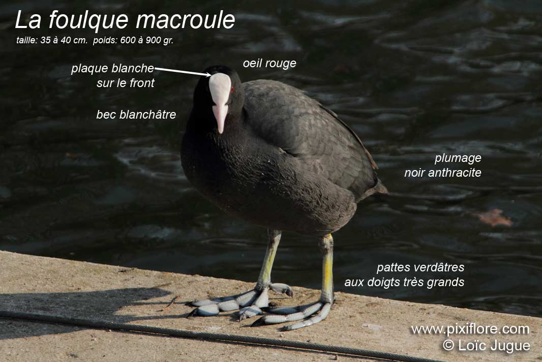 foulque macroule