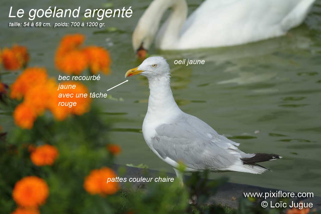 goéland argenté