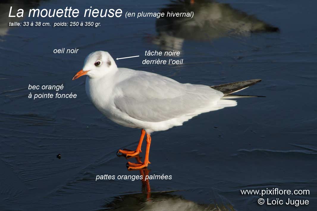 mouette rieuse