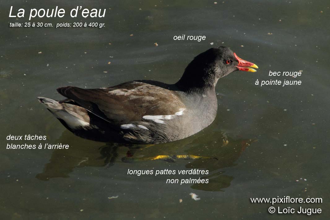 poule d'eau