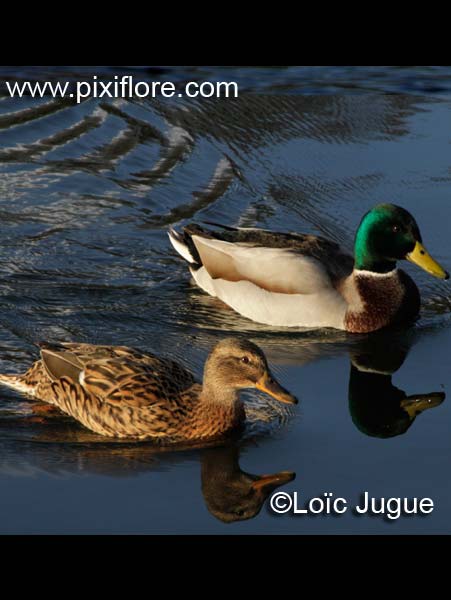 Le canard colvert