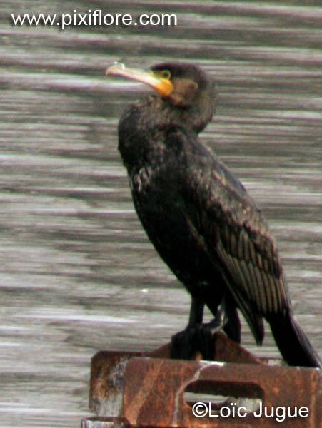 Le cormoran