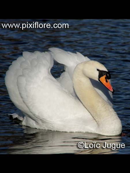 Le cygne tuberculé