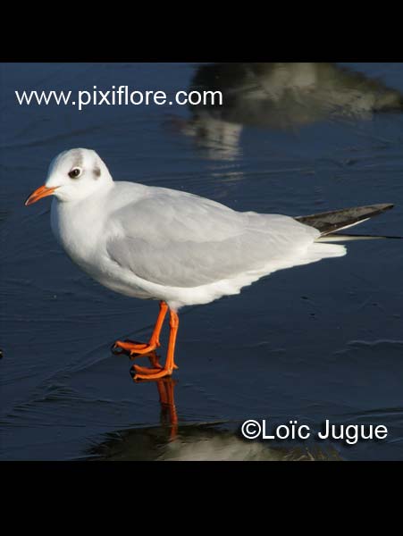 La mouette rieuse