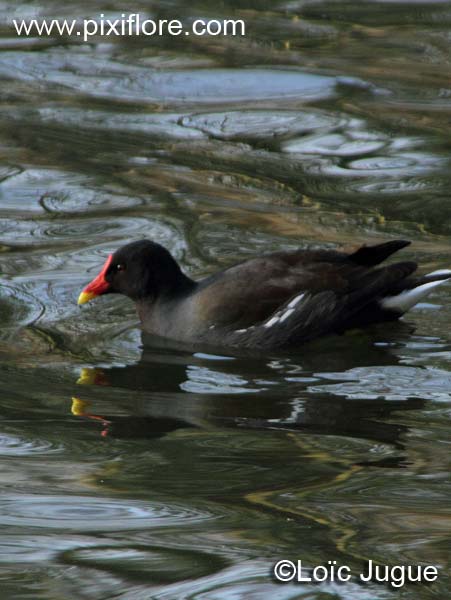 La poule d'eau