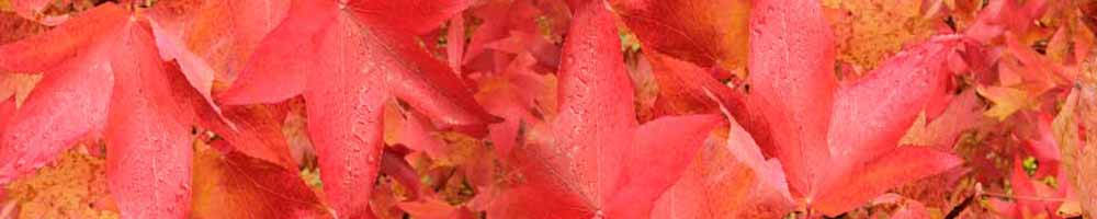 L'arboretum de Chèvreloup: liquidambar