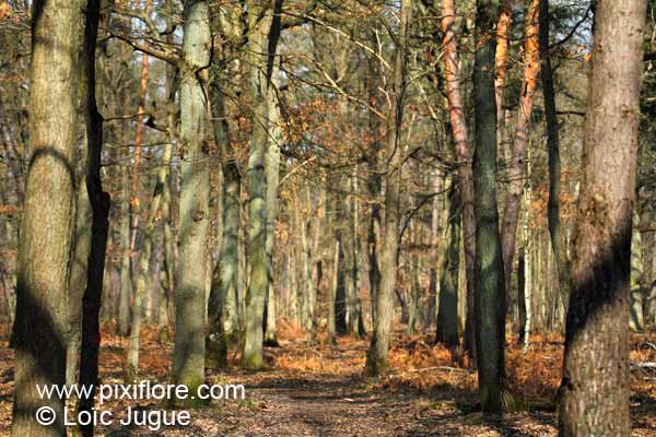 Pixiflore la forêt de Senart