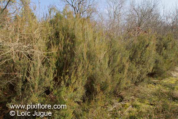 Pixiflore bruyere à balais