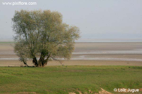 Le lac du Der