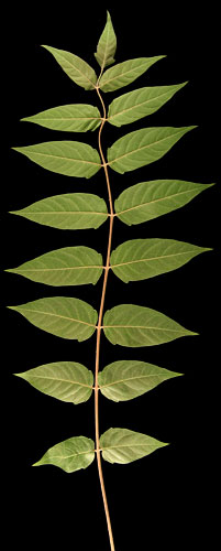 ailante