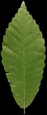 dentée