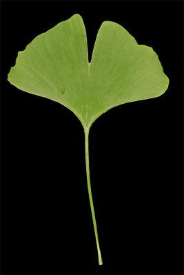 ginkgo