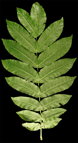 pterocarya