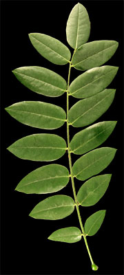 sophora du Japon