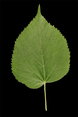 tilleul à grandes feuilles