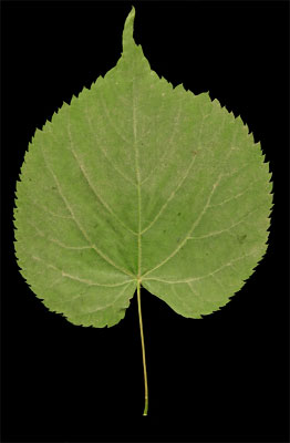 tilleul à petites feuilles