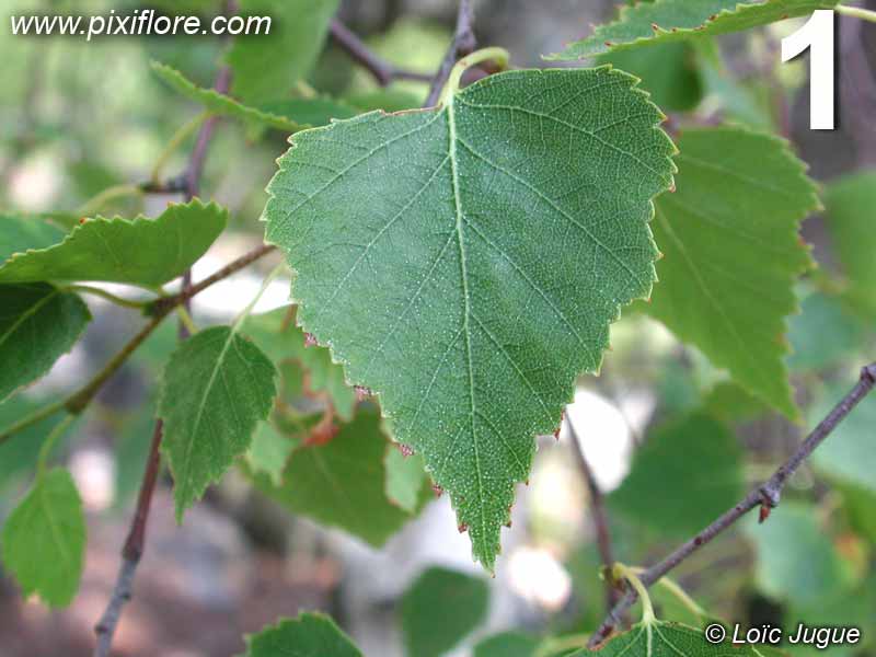 feuille de bouleau verruqueux