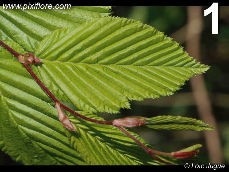 feuille de charme