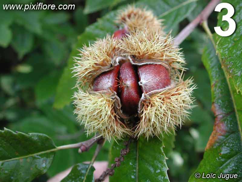 fruit du châtaignier