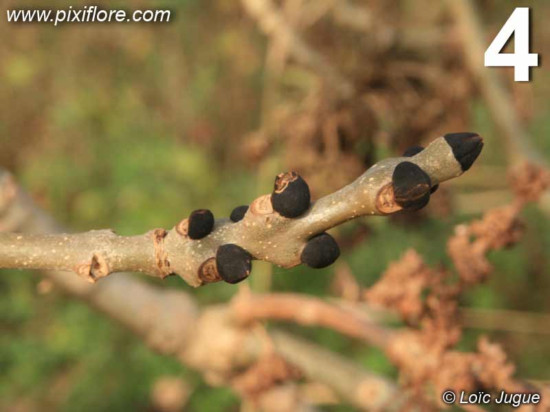 bourgeons noirs du frêne