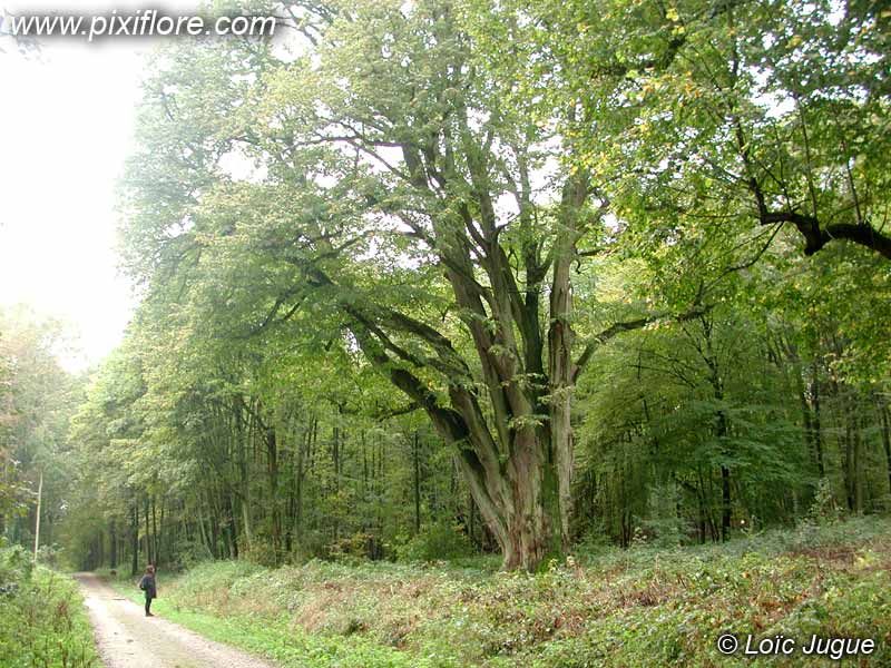 Tilleul à grandes feuilles