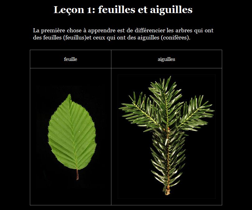 Quiz : à quel arbre appartient cette feuille ?