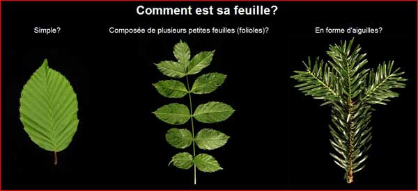 Recherche par les feuilles